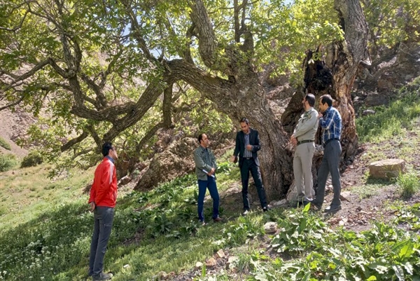 شناسایی درختان کهنسال دماوند